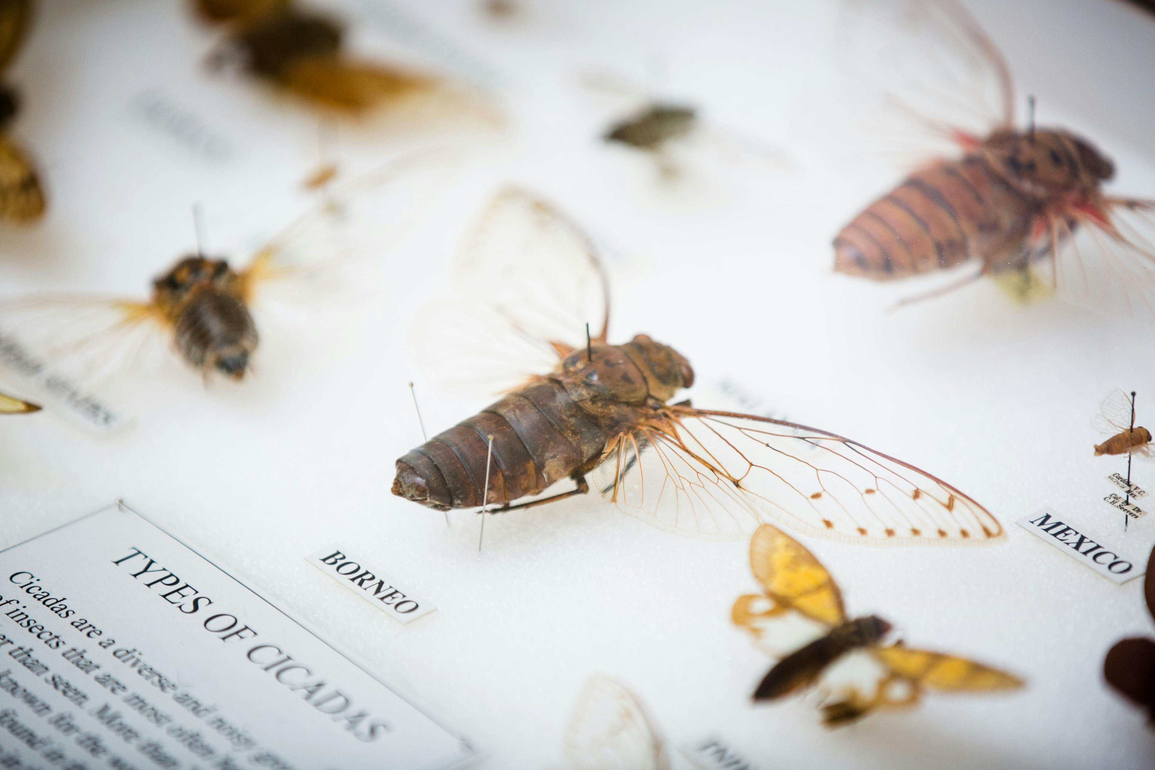 A pinned cicada, mounted on a white board. Several other specimens and some text are also seen.